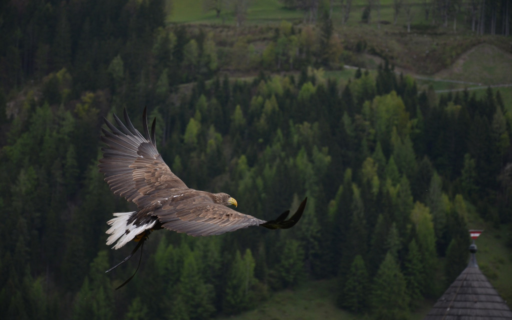 Ein Adler fliegt über die Landschaft
